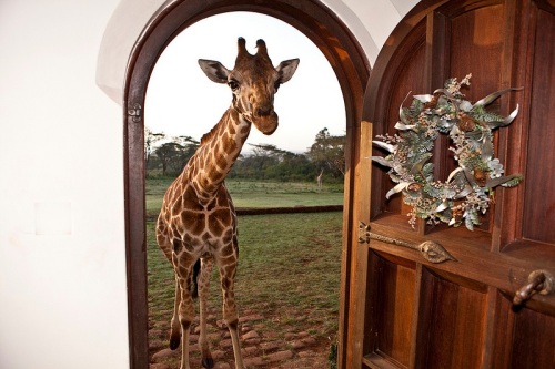 giraffe-manor-hotel-nairobi-kenya-africa-safari-15